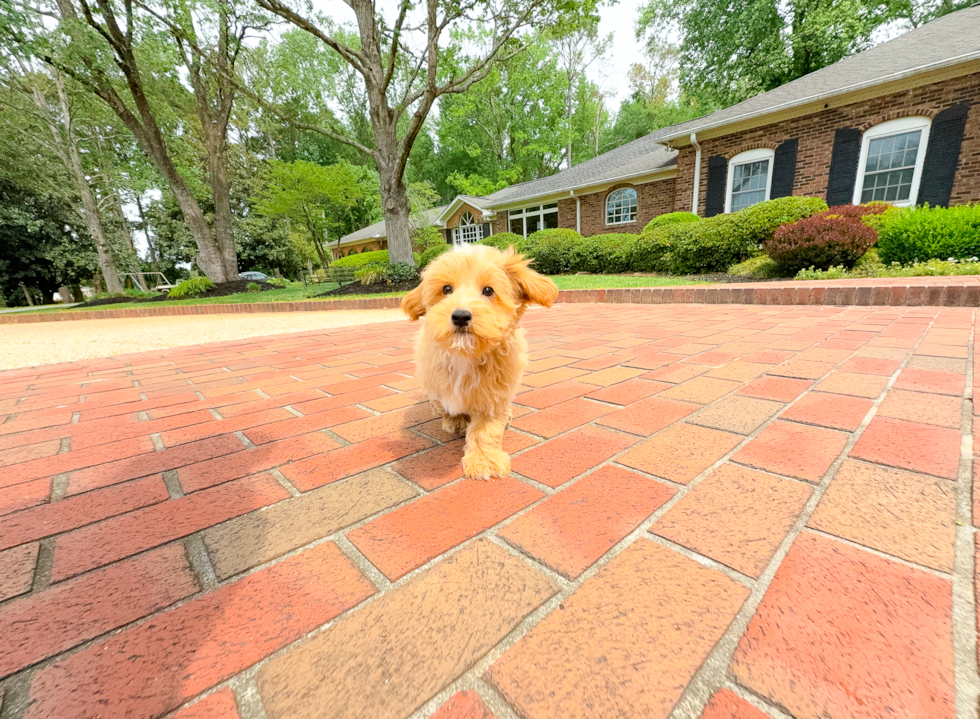 Maltipoo Pup Being Cute