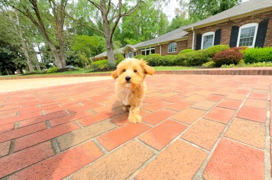 Maltipoo Pup Being Cute