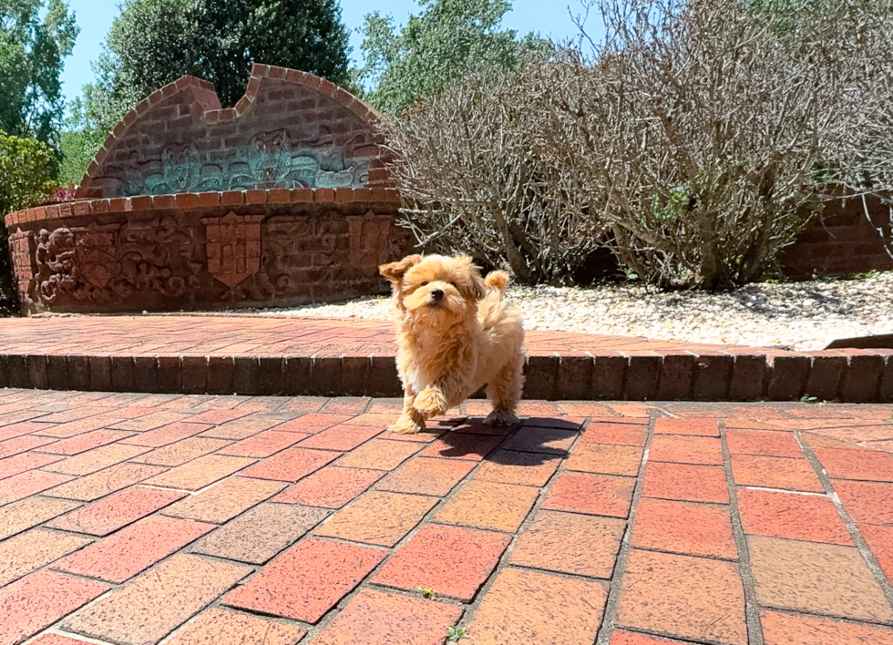 Cute Malt a Poo Poodle Mix Puppy