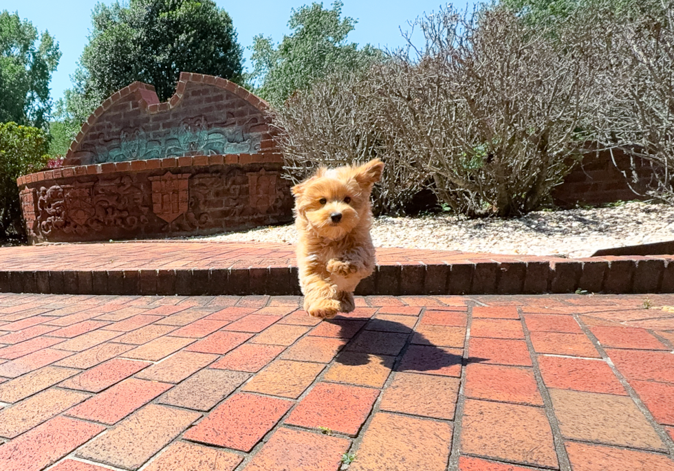 Cute Maltipoo Poodle Mix Pup