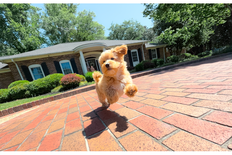 Cute Maltipoo Poodle Mix Pup