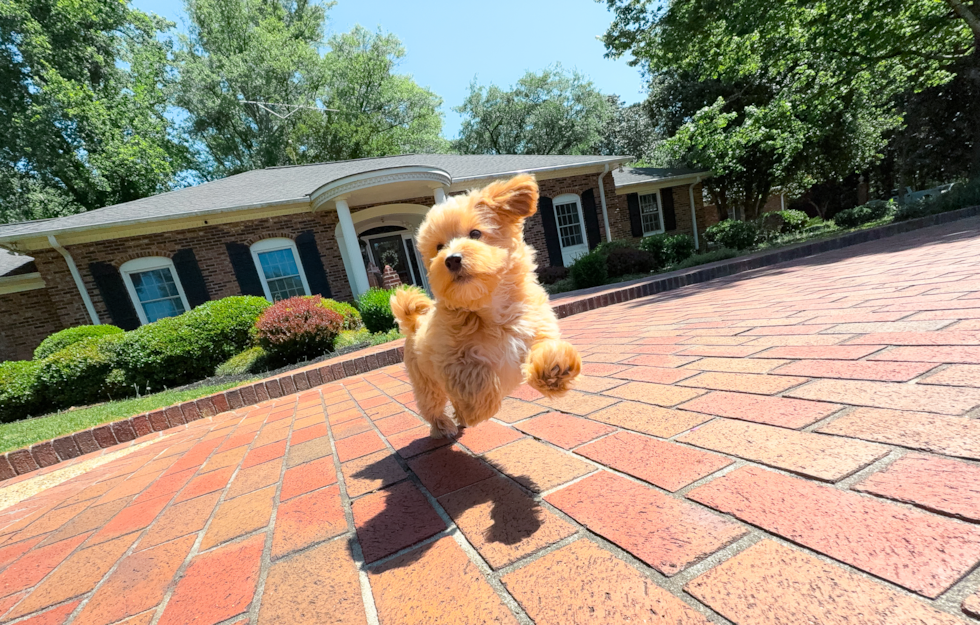 Cute Maltipoo Poodle Mix Pup
