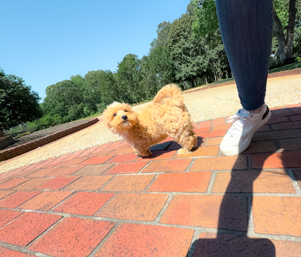 Maltipoo Pup Being Cute