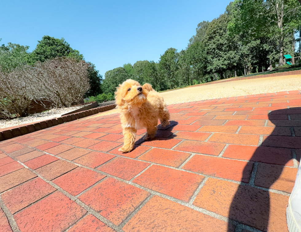 Best Maltipoo Baby
