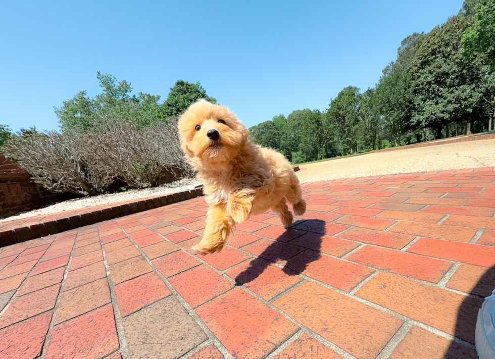 Best Maltipoo Baby