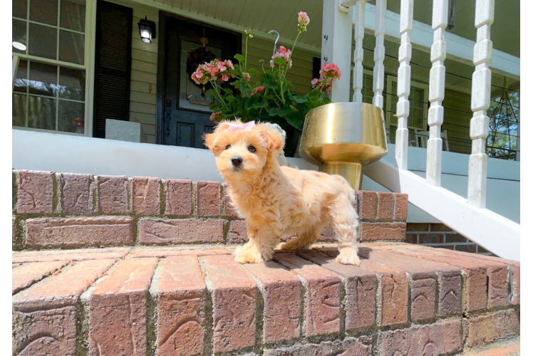Cute Maltipoo Poodle Mix Pup
