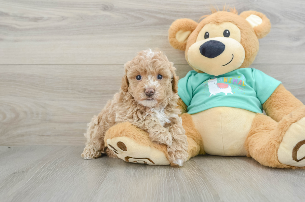 6 week old Maltipoo Puppy For Sale - Simply Southern Pups