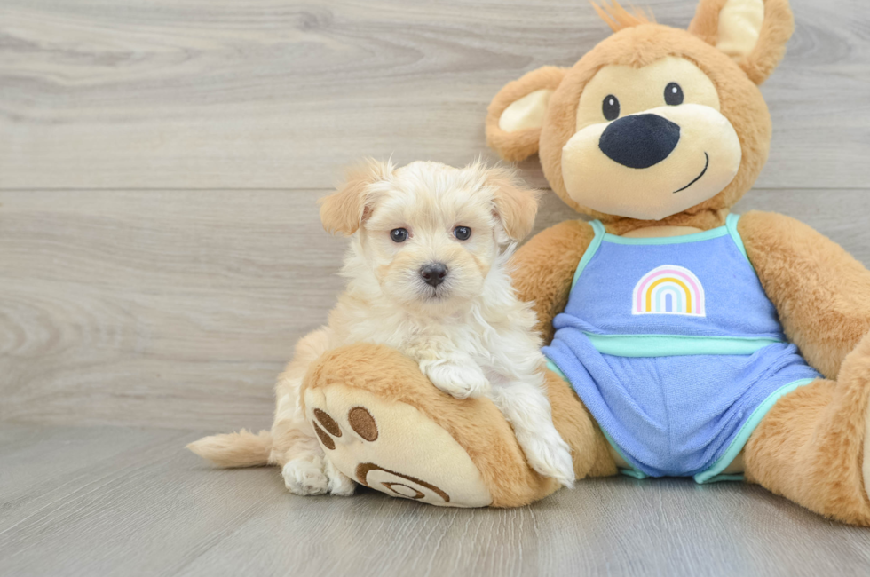 6 week old Maltipoo Puppy For Sale - Simply Southern Pups