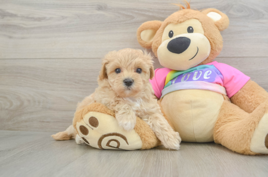 Maltipoo Puppy for Adoption