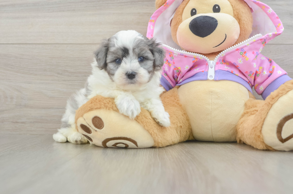 5 week old Maltipoo Puppy For Sale - Simply Southern Pups