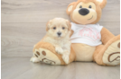 Best Maltipoo Baby