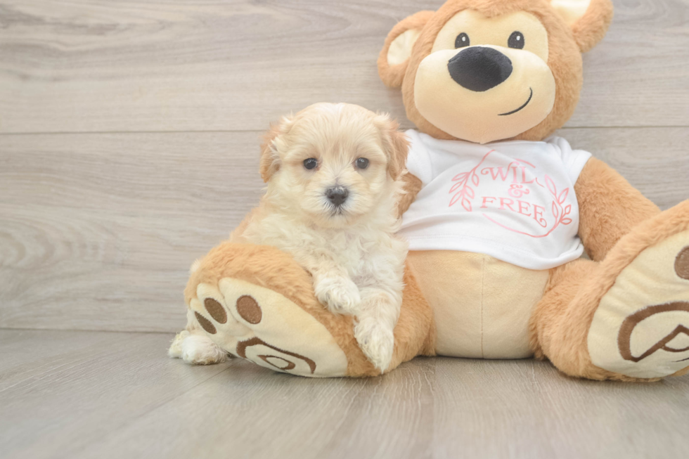 Best Maltipoo Baby