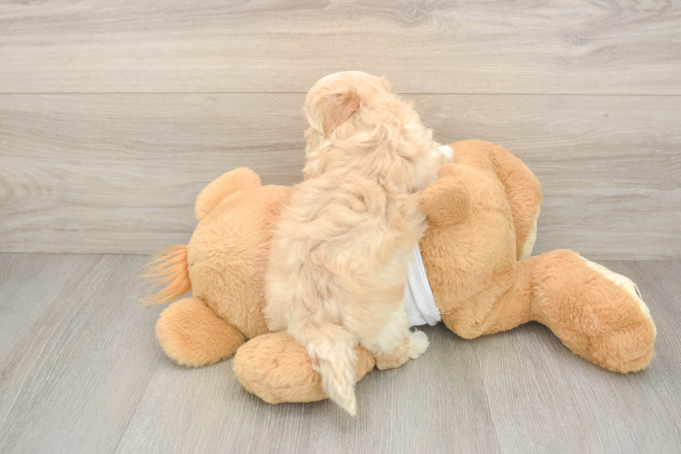 Petite Maltipoo Poodle Mix Pup