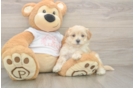 Maltipoo Pup Being Cute