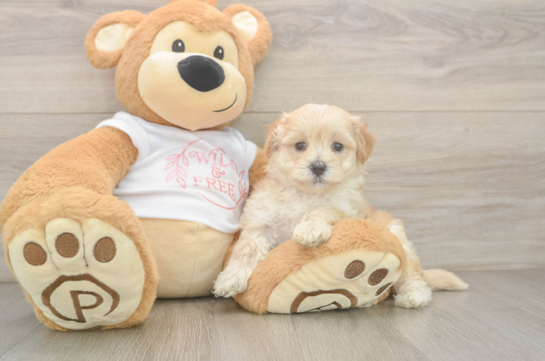 Maltipoo Pup Being Cute