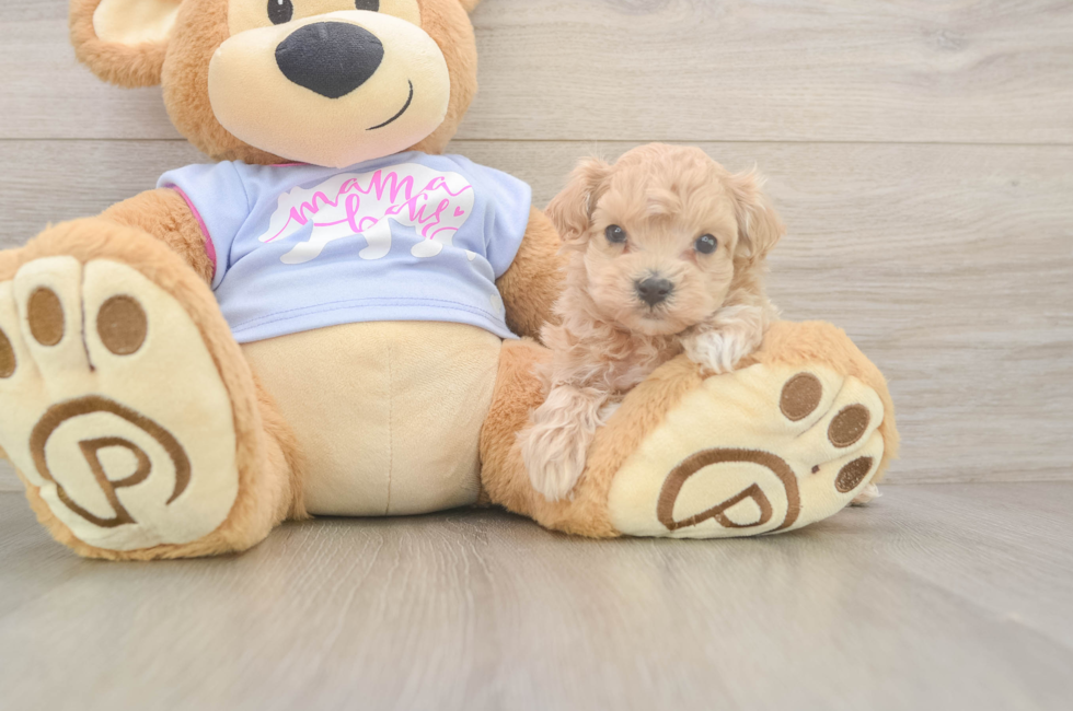6 week old Maltipoo Puppy For Sale - Simply Southern Pups