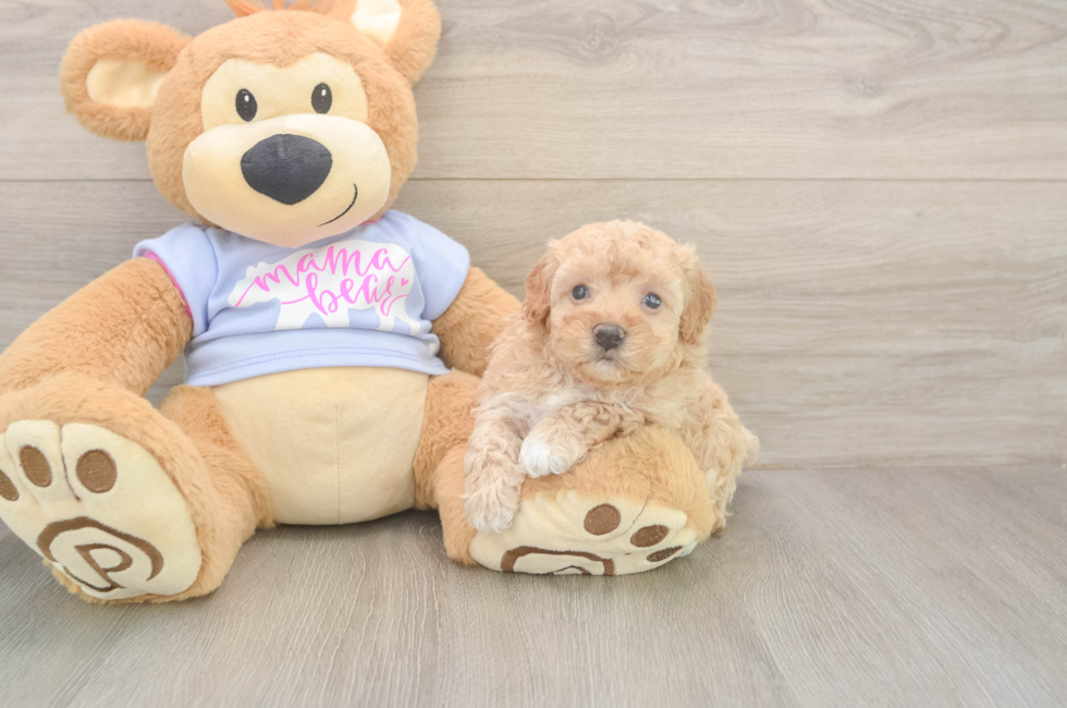 6 week old Maltipoo Puppy For Sale - Simply Southern Pups
