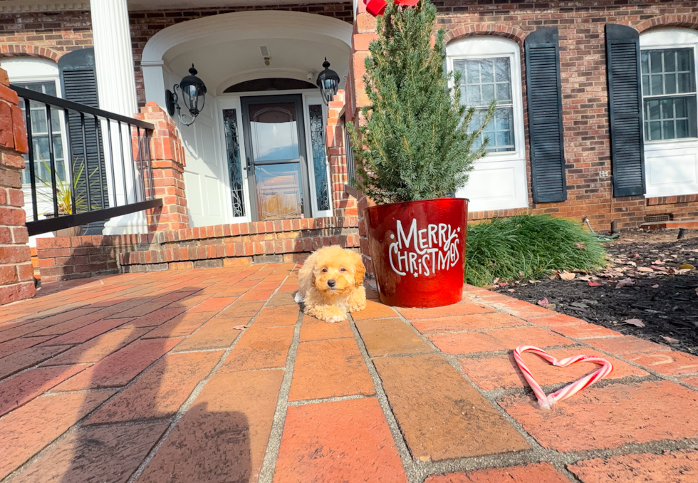Maltipoo Puppy for Adoption