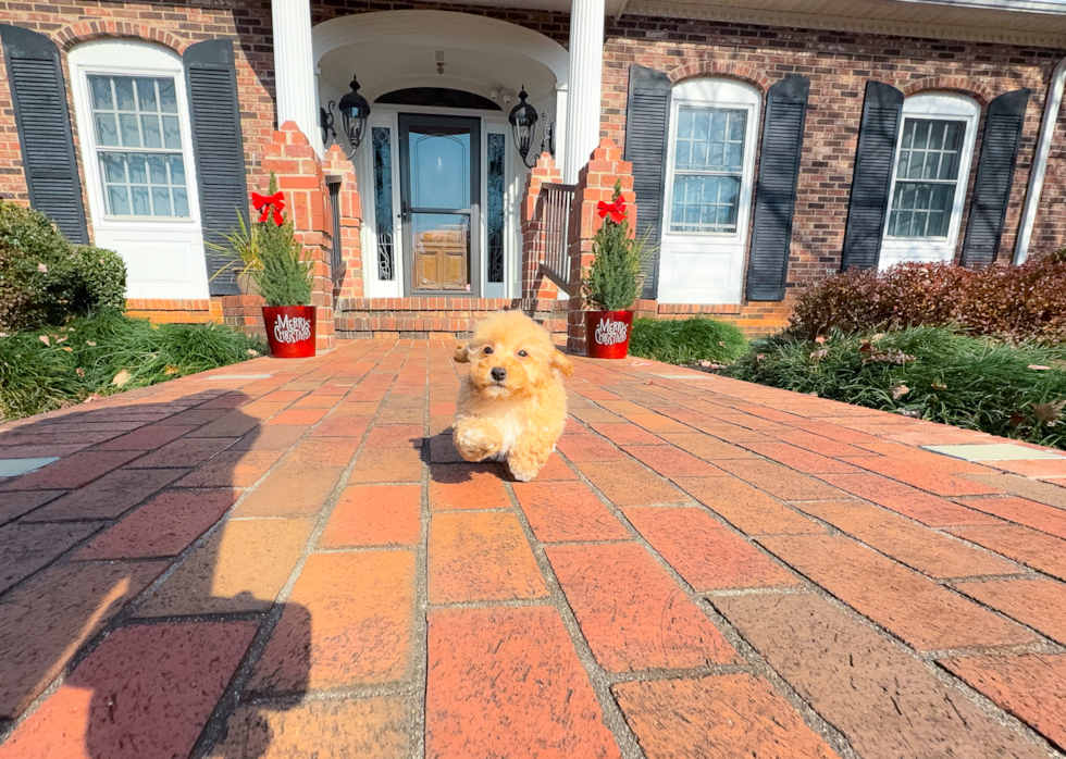 Cute Maltipoo Poodle Mix Pup