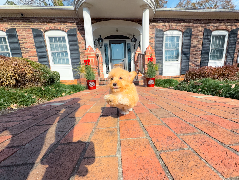 Maltipoo Pup Being Cute