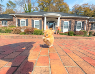 10 week old Maltipoo Puppy For Sale - Simply Southern Pups