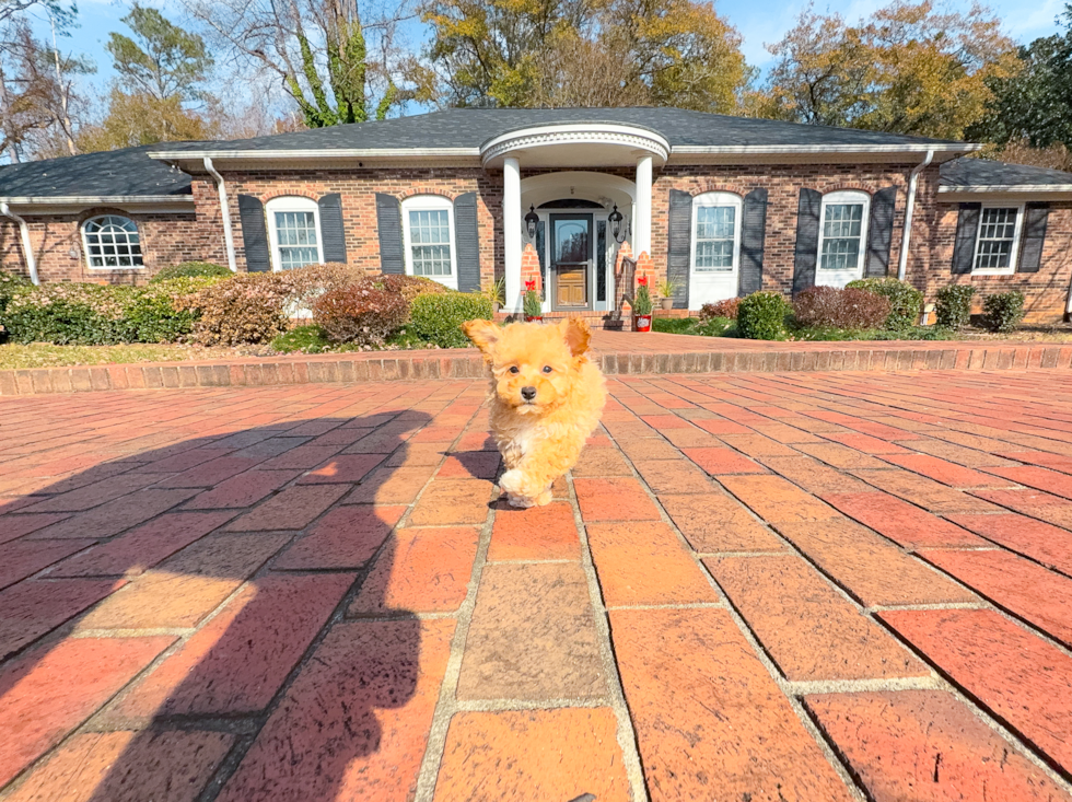 Maltipoo Puppy for Adoption