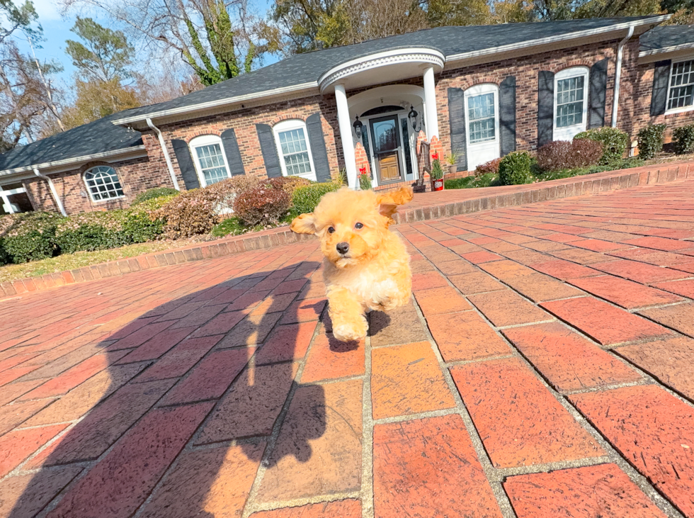 Cute Maltipoo Poodle Mix Pup
