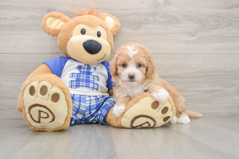 Maltipoo Puppy for Adoption