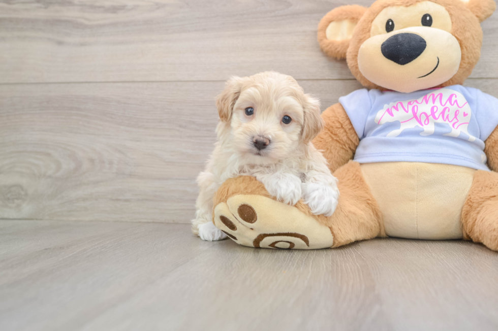 Fluffy Maltipoo Poodle Mix Pup