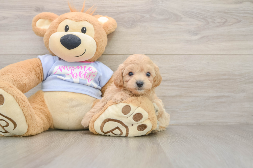 Maltipoo Pup Being Cute