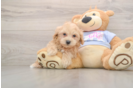 Best Maltipoo Baby