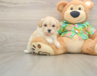 7 week old Maltipoo Puppy For Sale - Simply Southern Pups