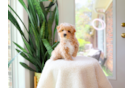 Best Maltipoo Baby
