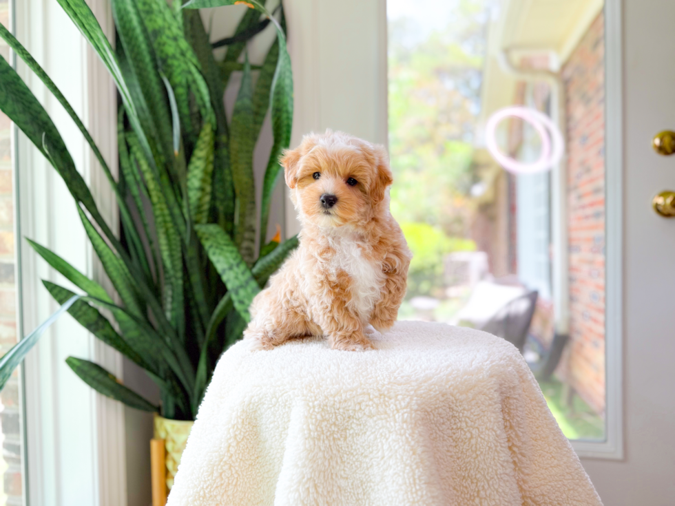 Best Maltipoo Baby
