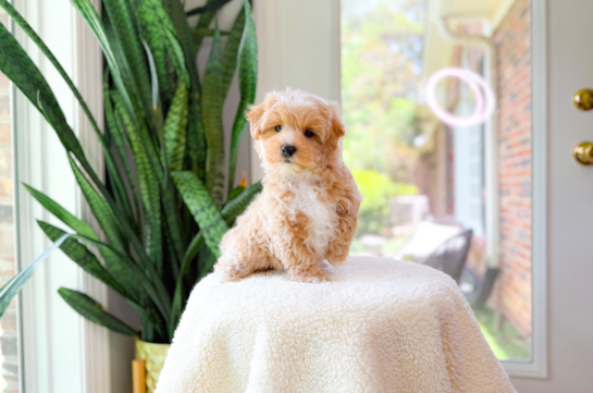 Best Maltipoo Baby