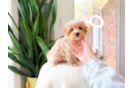 Cute Maltipoo Baby