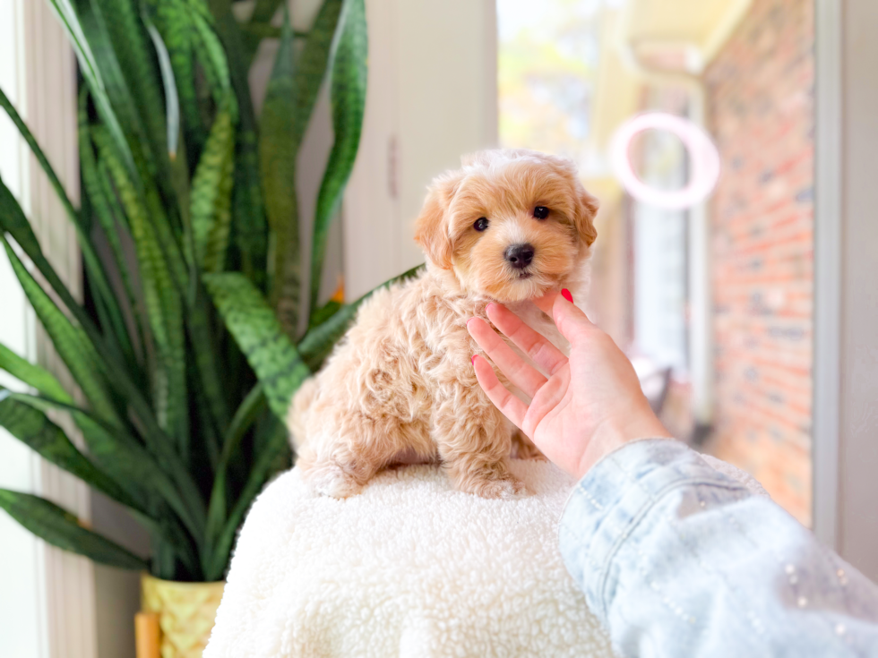 Cute Maltipoo Baby