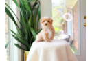 Maltipoo Puppy for Adoption