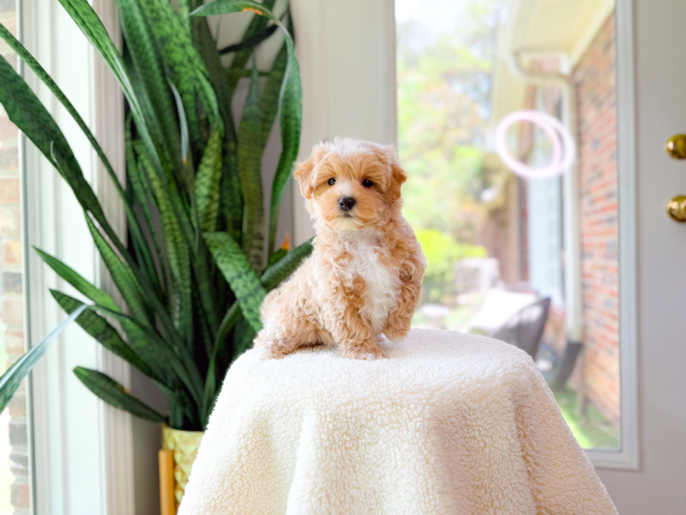 Maltipoo Puppy for Adoption