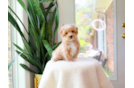 Maltipoo Puppy for Adoption