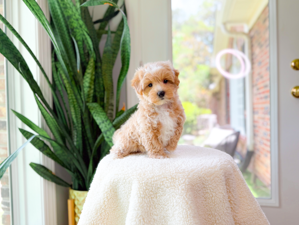 Maltipoo Puppy for Adoption