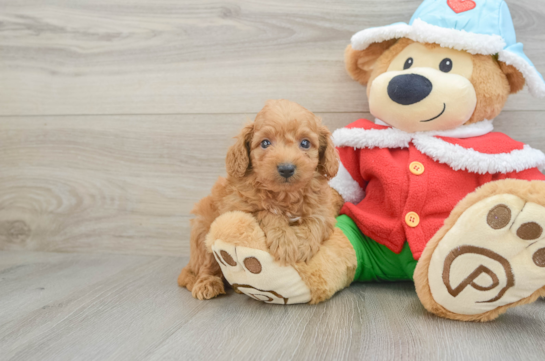 Popular Maltipoo Poodle Mix Pup