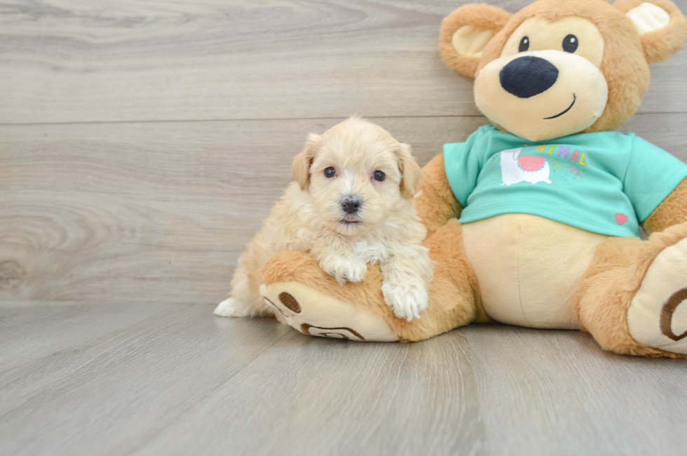 7 week old Maltipoo Puppy For Sale - Simply Southern Pups