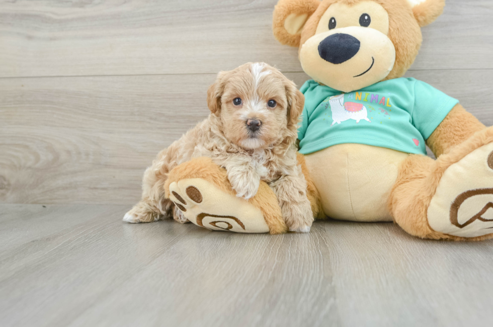 6 week old Maltipoo Puppy For Sale - Simply Southern Pups