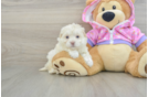 Maltipoo Pup Being Cute