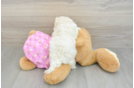 Maltipoo Puppy for Adoption