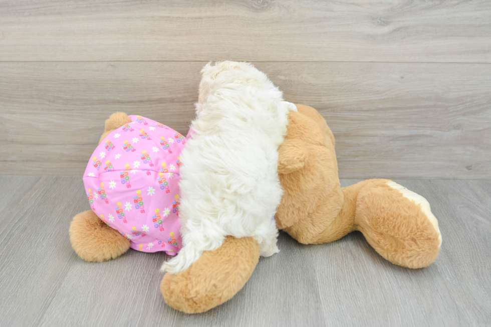Maltipoo Puppy for Adoption