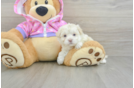 Maltipoo Pup Being Cute