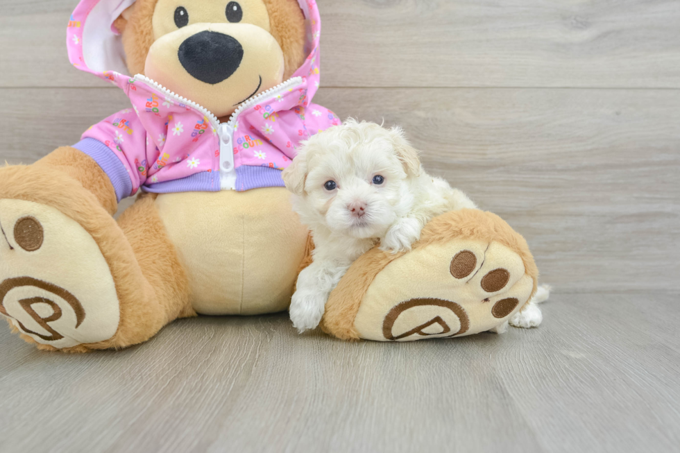 Maltipoo Pup Being Cute