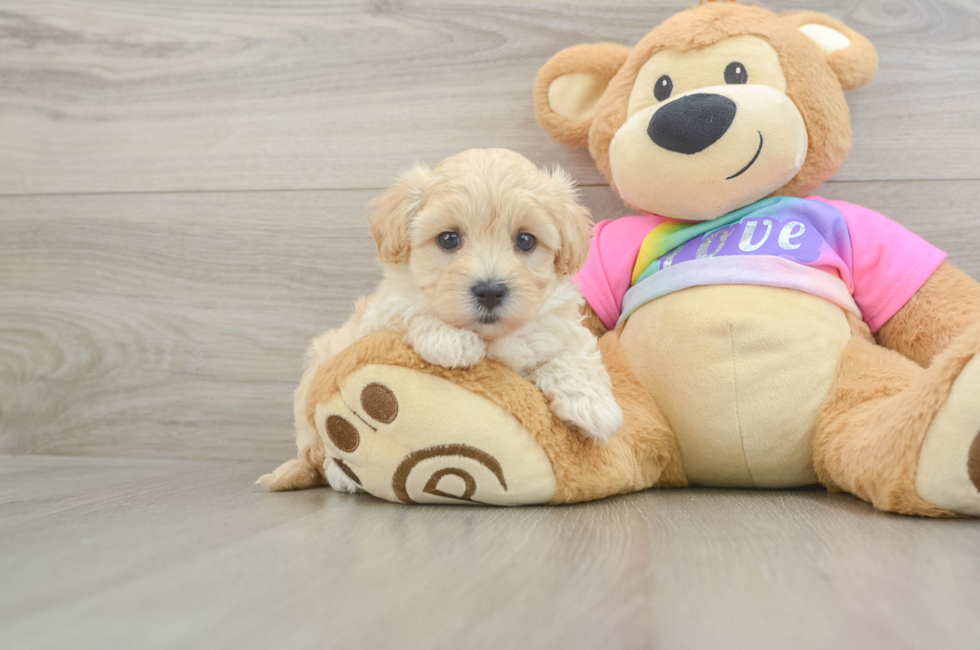 6 week old Maltipoo Puppy For Sale - Simply Southern Pups